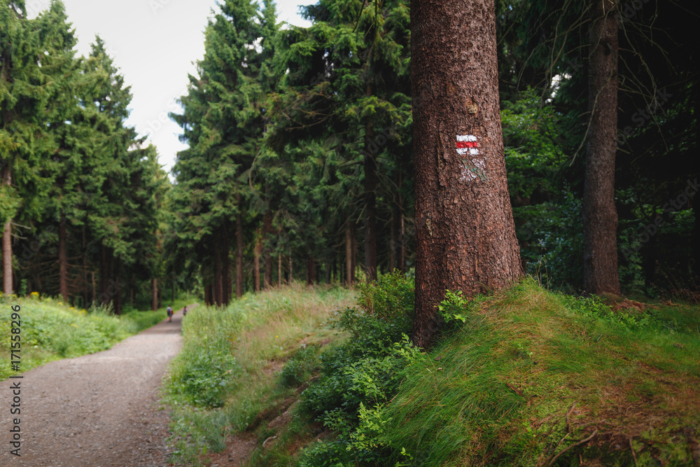 Fototapeta premium Colorful tourist sign or mark on tree
