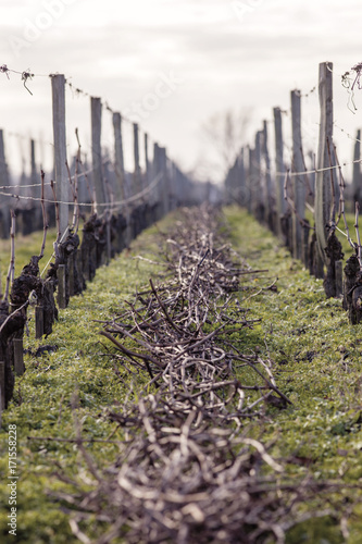 vigne l'hiver photo