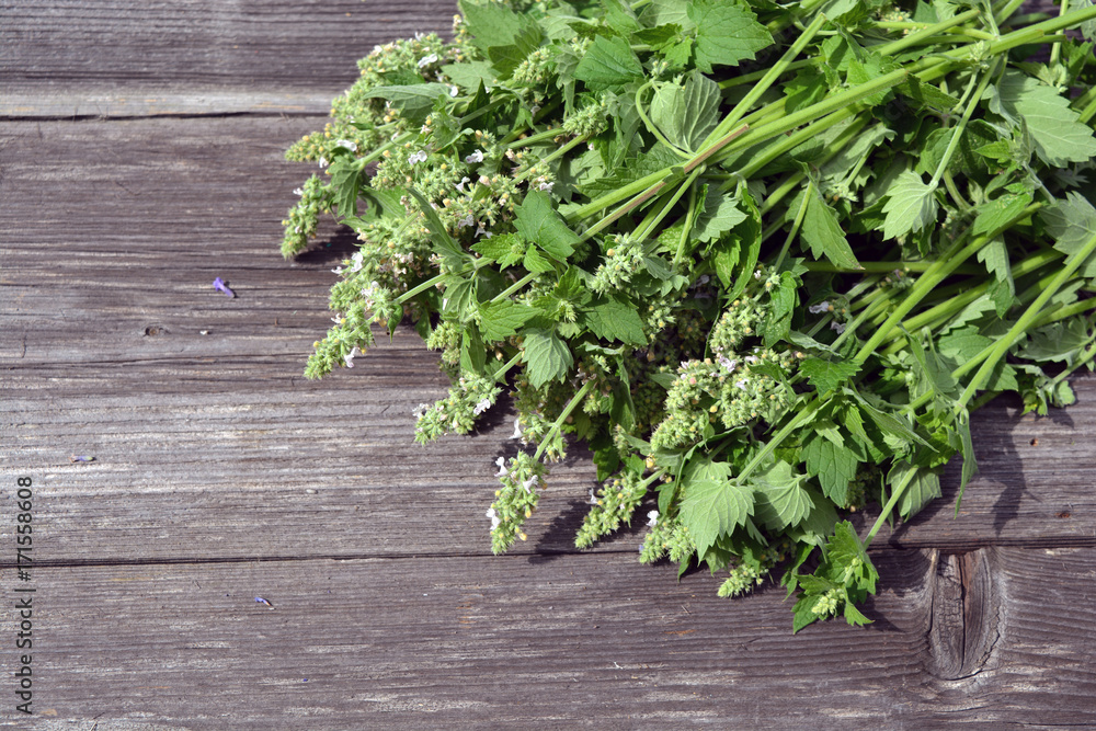 Medical lemon balm herbs on old wooden background Medical lemon balm herbs on old wooden background