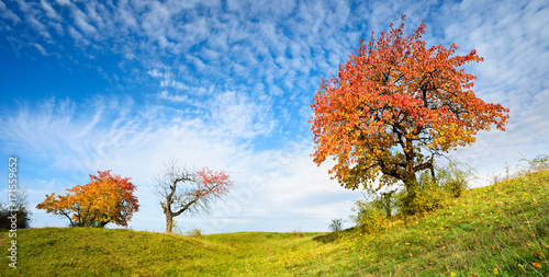 Autumn Landscape, Cherry Trees in Orchard with Leaves Changing Colour