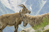 Ibex in the French Alps.