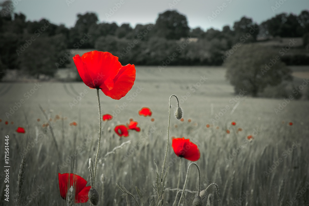 Obraz premium coquelicot