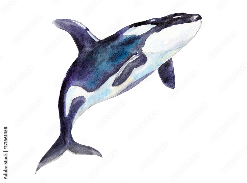 Naklejka premium Watercolor orca, hand-drawn illustration isolated on white background.