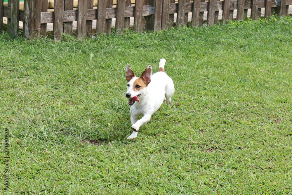 ジャックラッセルテリア