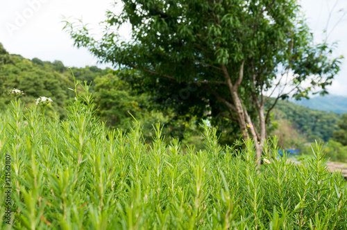 Green grass background Selective focus with garden nature light