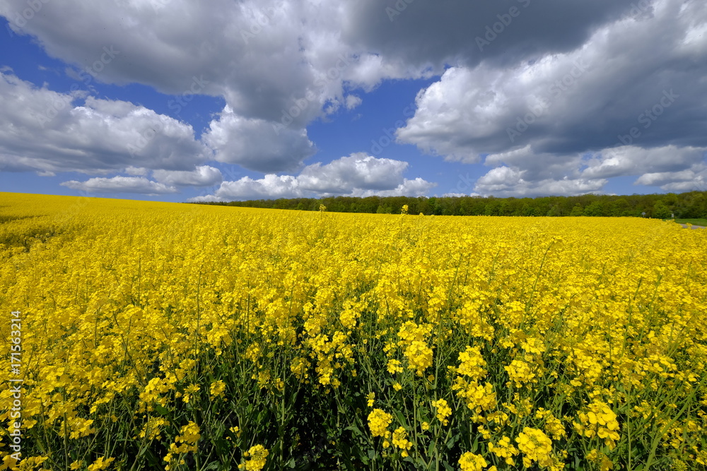 Obraz premium Rapsfeld im Frühsommer
