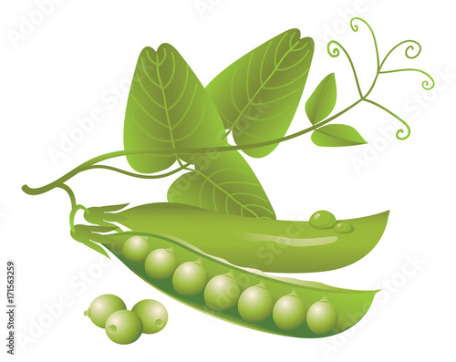 Vector logo design realistic green pea pods, tendrils and leaves on a white background. Fresh vegetables or food icon.