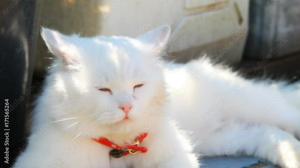 White cat with heterochromia - a different eye color