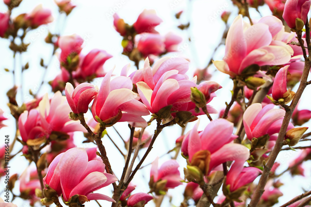 Obraz premium Magnolia flower