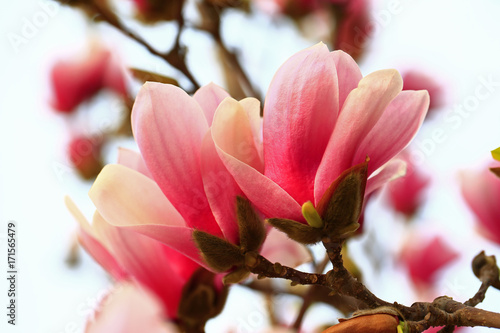 Magnolia flower © pdm