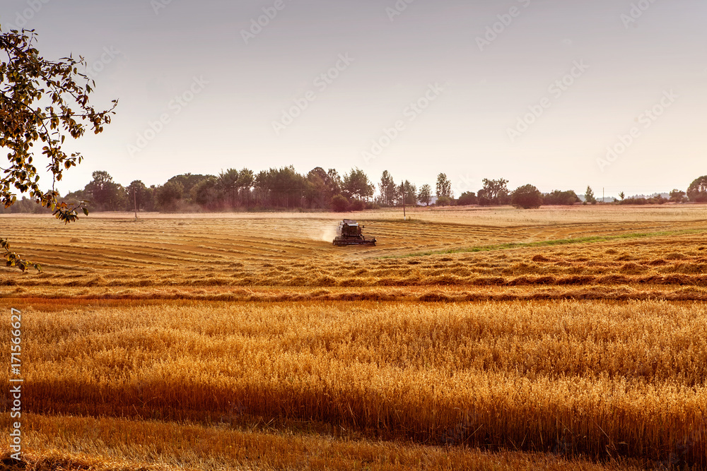 Fototapeta premium Combine harvester agriculture machine harvesting golden ripe wheat field