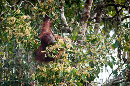 Orangutan © arikbintang
