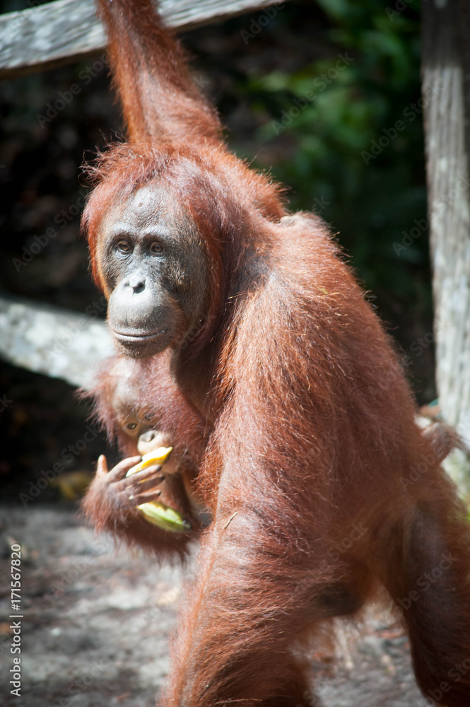 Orangutan and her baby