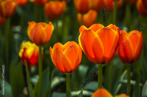 Beautiful tulips flower closeup in garden © carl