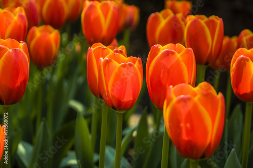 Beautiful tulips flower closeup in garden