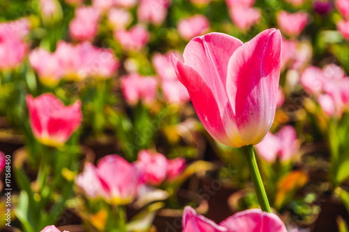 Beautiful tulips flower closeup in garden