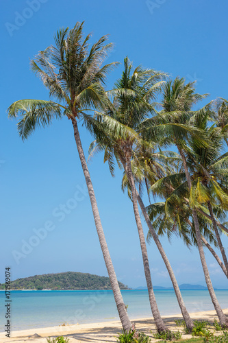 Coconut palm on a tropical beach