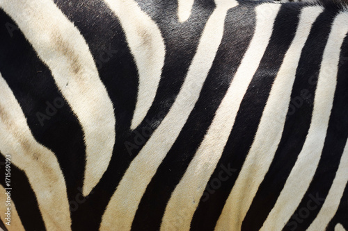 Zebra marking detail close up