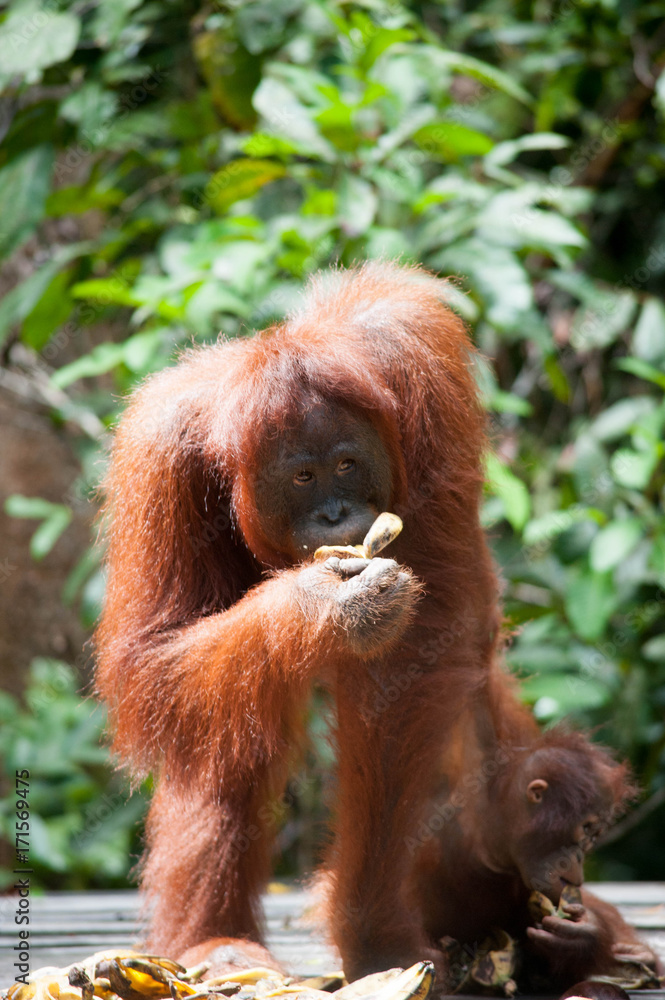Orangutan and her baby