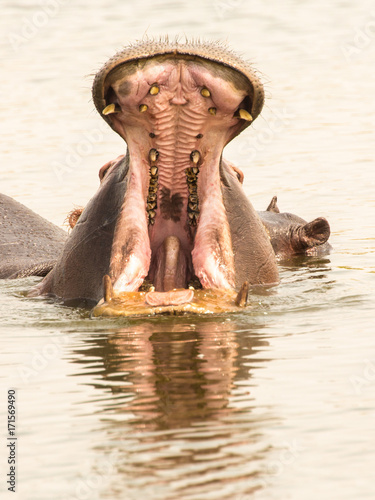 Hippopotamus with mount wide open in Chobe National Park