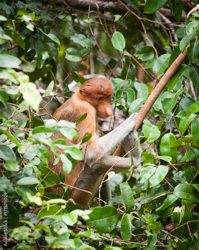 Fototapeta premium Bekantan Monkey