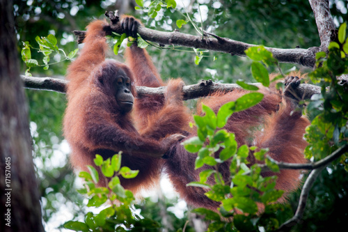 Orangutan and her baby