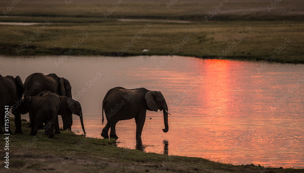 Naklejka premium Elephants at sunset, Chobe River, Chobe National Park