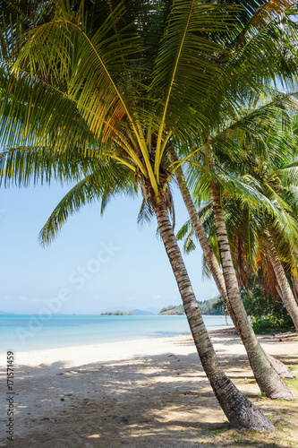 Coconut palm on a tropical beach © arbalest