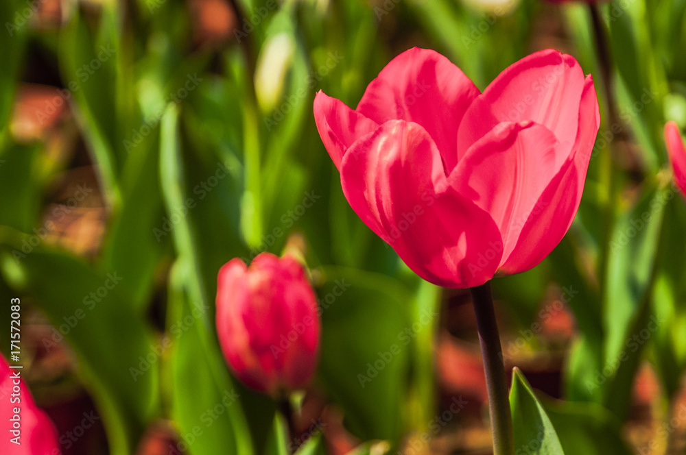 Beautiful tulips flower closeup in garden Beautiful tulips flower closeup in garden