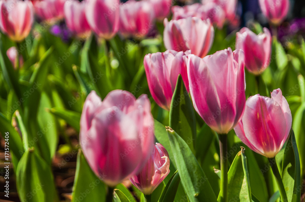 Beautiful tulips flower closeup in garden Beautiful tulips flower closeup in garden