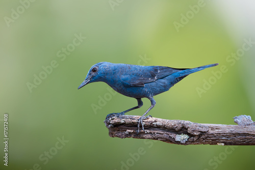 Blue bird in highland forest,natural blurred background..Bird watching and photography is a good hobby to educate conservation attitude. © sbw19