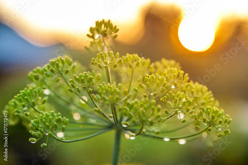 green umbrella of fennel