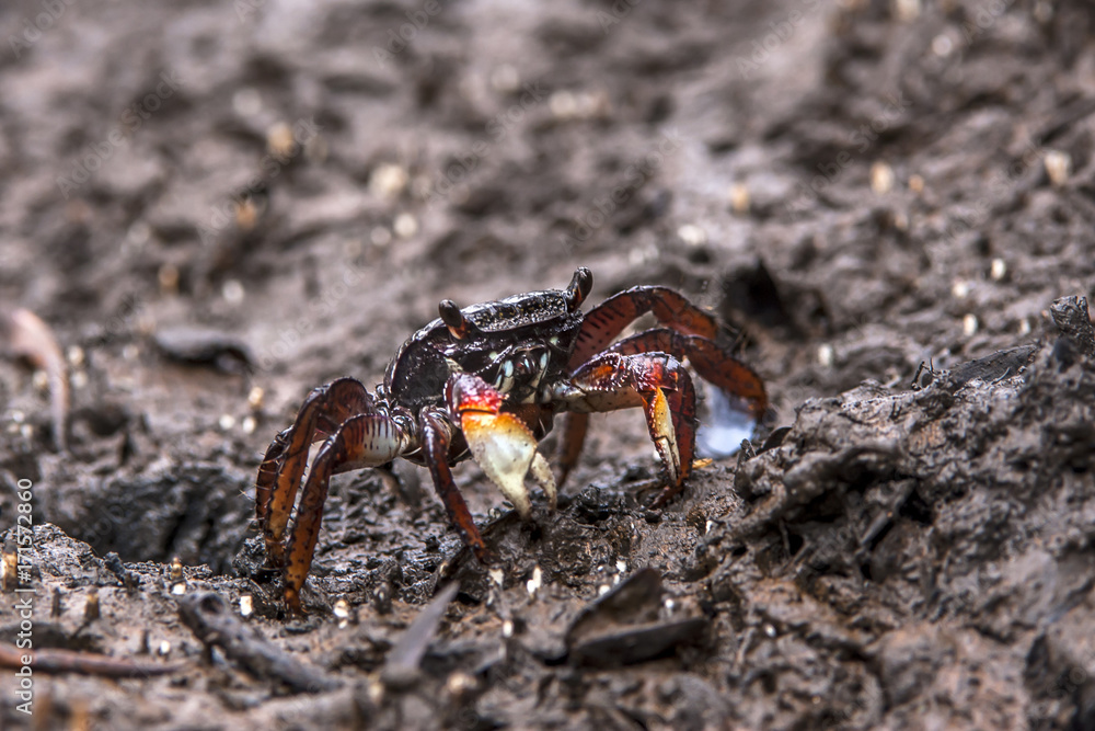 Aratu-vermelho (Goniopsis cruentata) | Mangrove root crab  photographed in Vitoria, Espírito Santo - Southeast of Brazil. Atlantic Forest Biome.