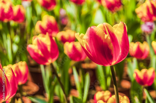 Beautiful tulips flower closeup in garden