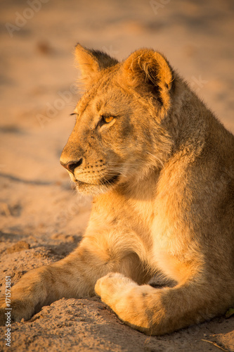 Lion pride, Chobe National Park, Botswana