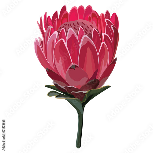Pink Realistic Protea Vector