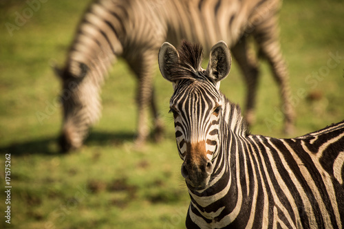 Zebras, Chobe National Park, Botswana © Janelle