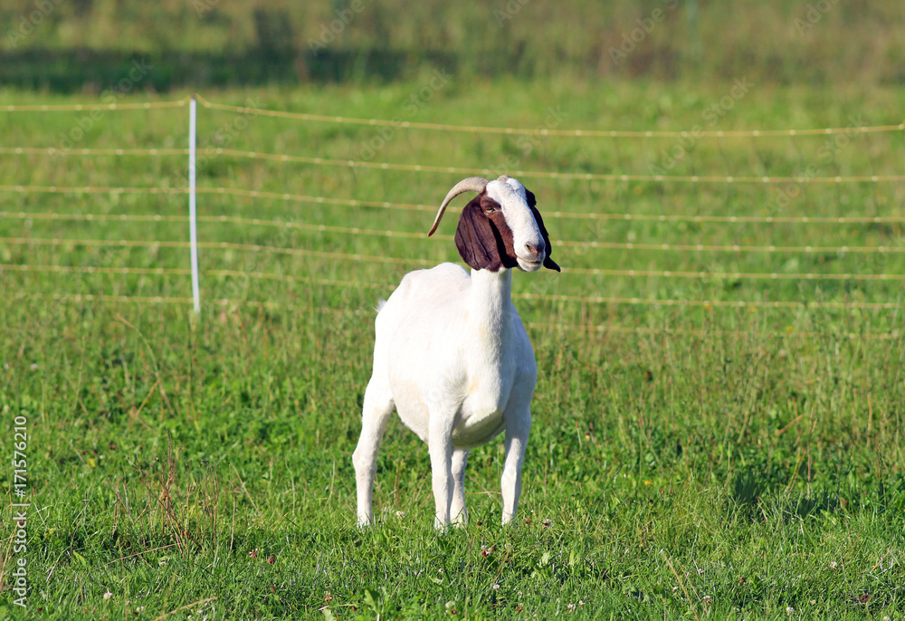 billy goat on a pasture