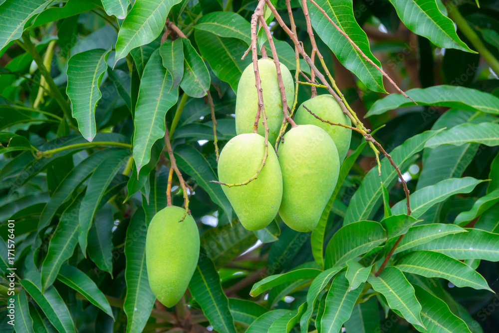 Obraz premium Green mangoes on tree with green leaves. Selective focus.