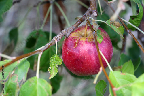 ripe apples before harvesting damaged by hail stones