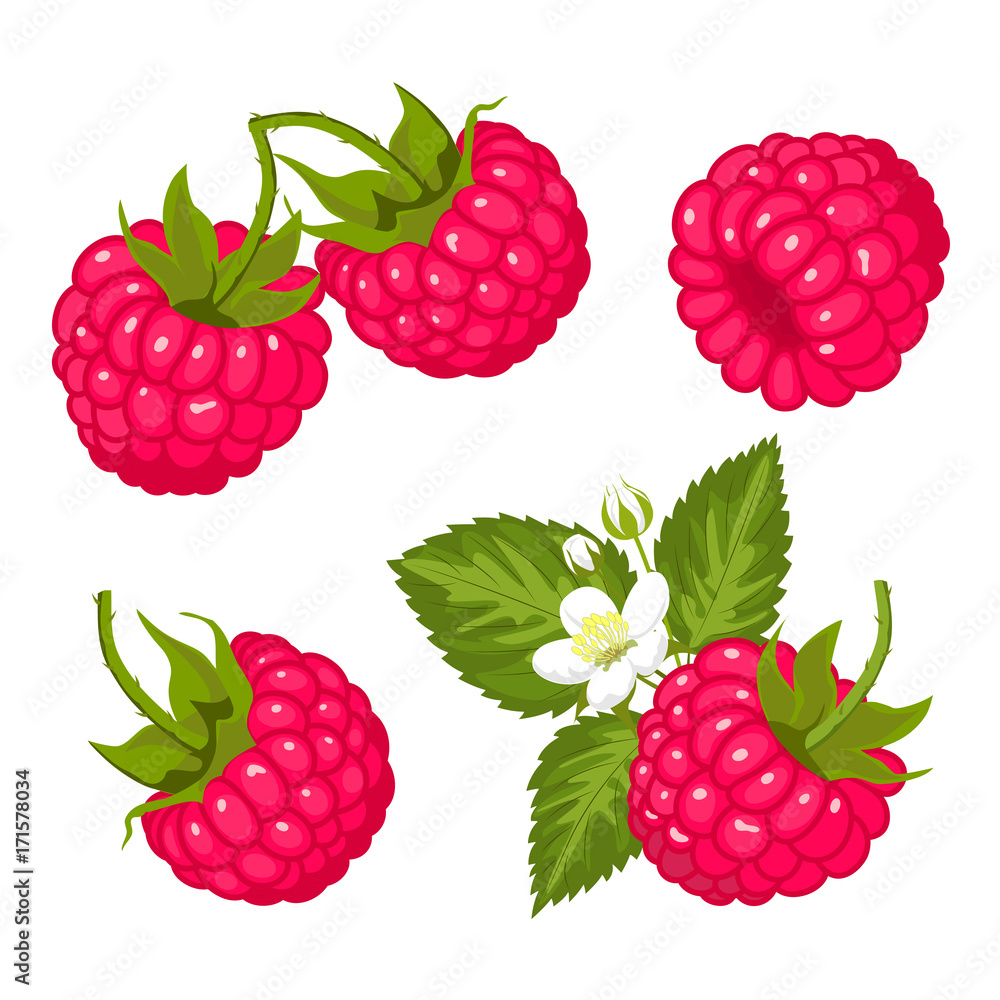 Ripe juicy berries of raspberry. Vector image.