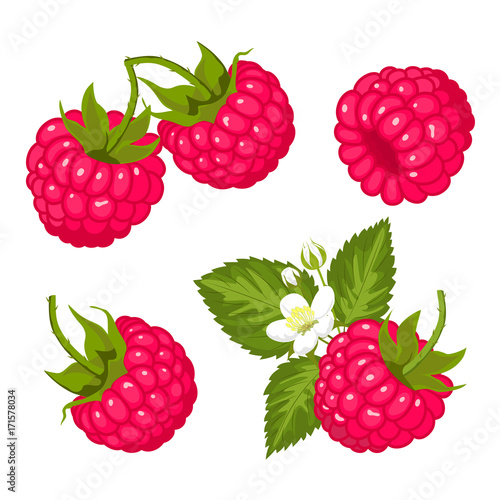 Obraz na płótnie Ripe juicy berries of raspberry. Vector image. w salonie