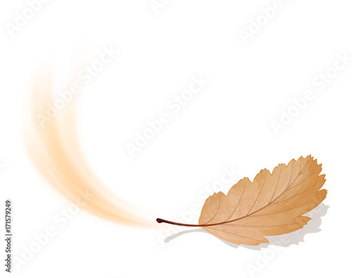 Blatt im HerbstHerabfallendes Blatt im Herbst
Herbstlaub mit Laubfärbung
Schwedische Mehlbeere
Vektor Illustration isoliert auf weißem Hintergrund
