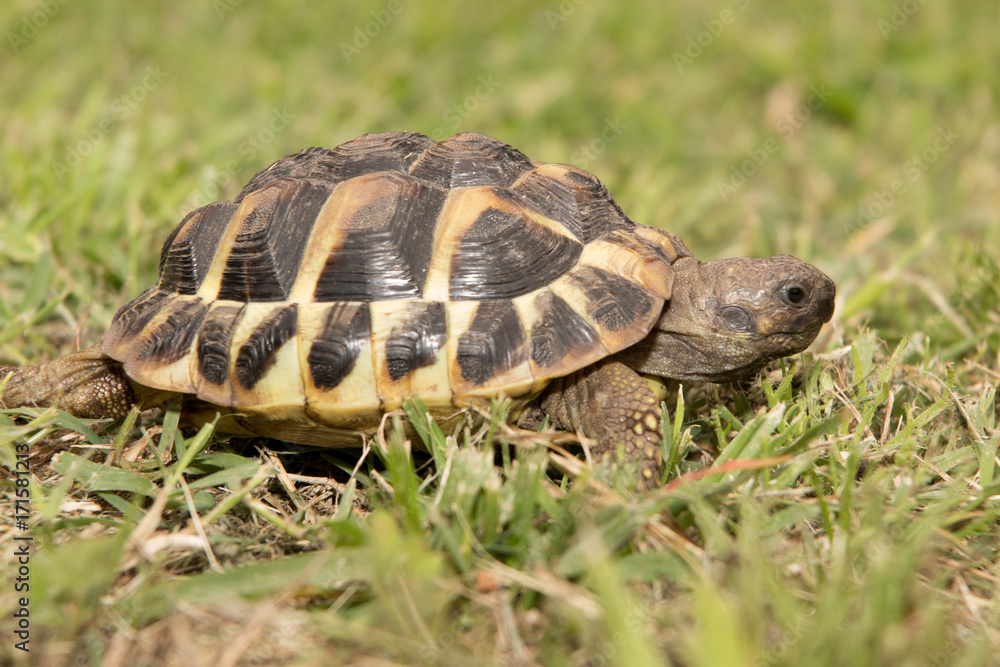 Adult turtle on the lawn in the leaves of the clover walking and posing on the camera Adult turtle on the lawn in the leaves of the clover walking and posing on the camera