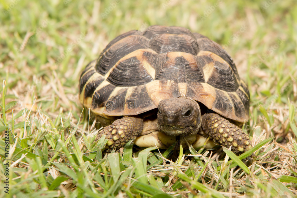 Earth turtle in the house green garden Earth turtle in the house green garden