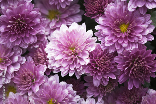Photographie pink chrysanthemum