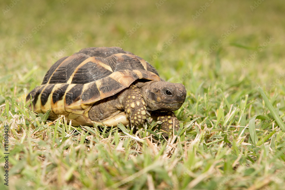 Testudo hermanni Mediterranean turtle walked on earth Testudo hermanni Mediterranean turtle walked on earth
