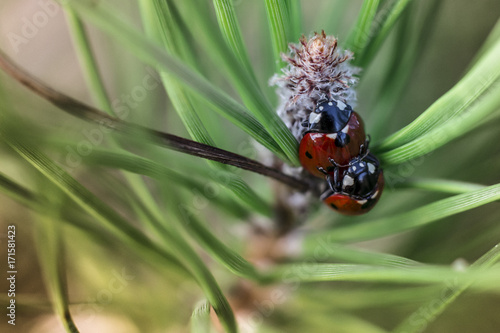 Lady bug © Ricardo
