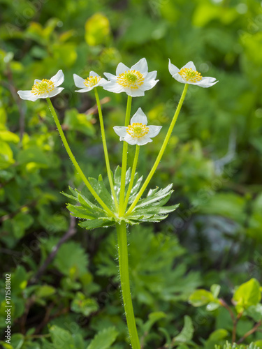 ハクサンイチゲ(Anemone narcissiflora) photo