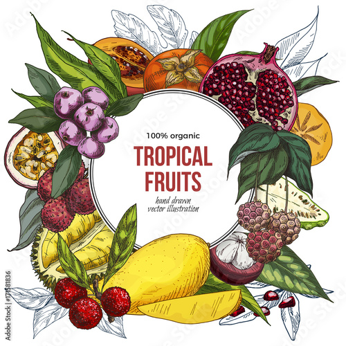 Full color realistic drawn exotic fruits banner